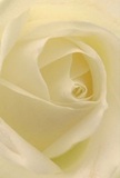 This evocative close-up invites you straight into the tender heart of a cream-white rose, its soft petals appearing almost weightless beneath the morning glow that is so familiar in Spitalfields. The unfurling, spiral arrangement guides your fingers and imagination through a velvety labyrinth-each petal delicately cradling the next in a dance of texture and gentle movement. Fine shadows flicker among the folds, imparting a subtle drama that brings quiet meaning to the compositional artistry, not unlike the calm you might find wandering the quieter corners of Brushfield or Artillery Lane at dawn. The effect is profoundly peaceful, making this rose a poignant choice for sharing sympathy, marking fresh beginnings, or offering admiration to a beloved friend. You can nearly sense the subtle, sweet fragrance wafting through a Spitalfields home, the bloom's beauty magnified by expert hands and the warmth of community ties. In every detail, the image reflects not only the flower's allure but the caring artistry and thoughtful delivery that are hallmarks of Spitalfields' finest florists.